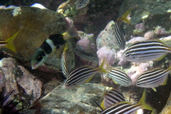 Thalassoma nigrofasciatum