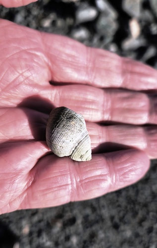 Common Periwinkle
