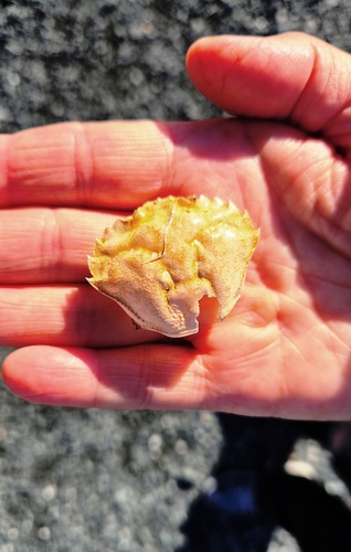 European Green Crab