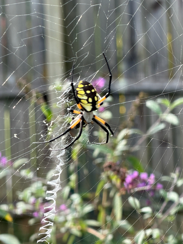 Yellow Garden Spider