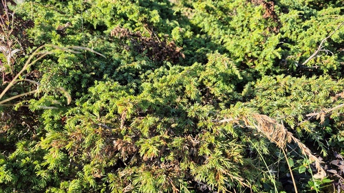 common juniper