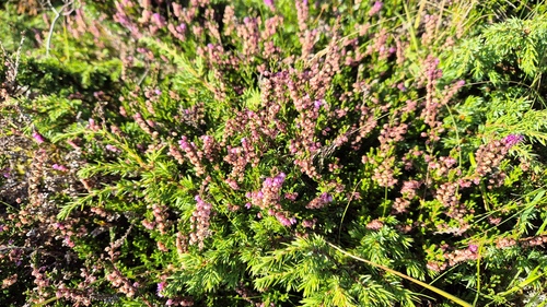 common heather
