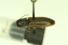 Dalopius suspectus