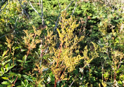 Meadowsweet