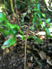 Gastrodia minor