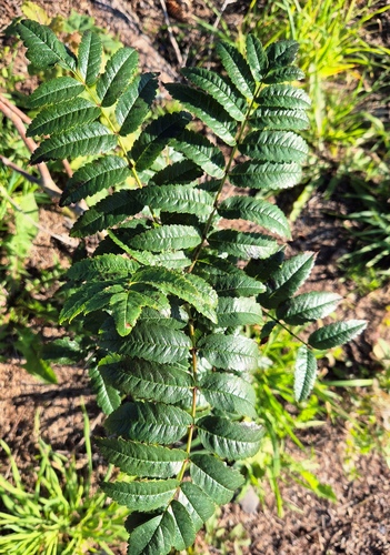 European mountain ash