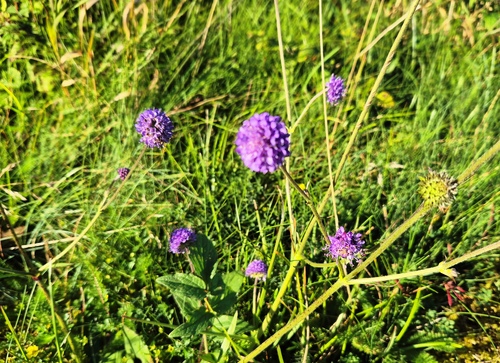 Devil's-bit Scabious