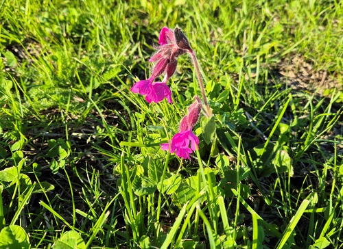 red campion