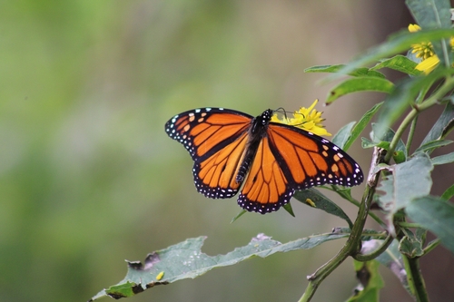 Monarch