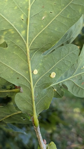 Smooth Spangle Gall Wasp