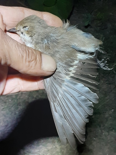 European Pied Flycatcher