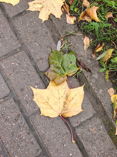 Norway maple