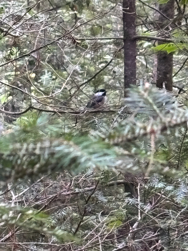 Black-capped Chickadee