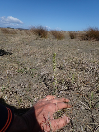Ozothamnus leptophyllus, photograph 4
