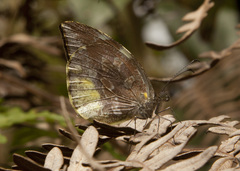 Lieinix nemesis nemesis