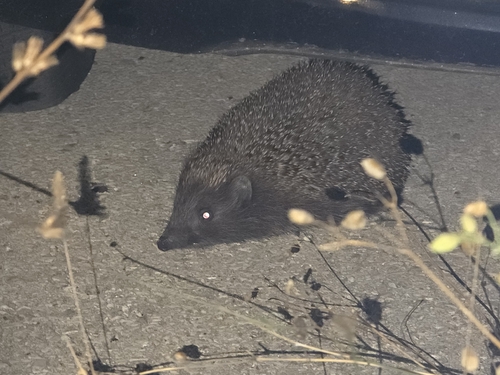 Northern White-breasted Hedgehog