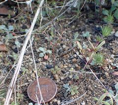 Nemacladus parikhiae