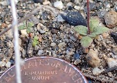 Nemacladus parikhiae