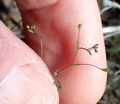 Nemacladus parikhiae