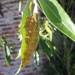 Heraclides anchisiades capys