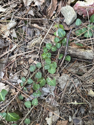 partridgeberry