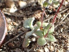 Nemacladus parikhiae