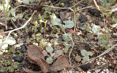 Nemacladus parikhiae