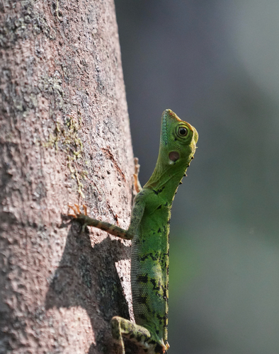 Hypsilurus modestus observed 2026-09-21