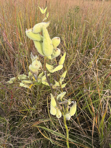 common milkweed