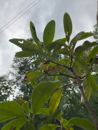 Kalmia angustifolia, photograph 4
