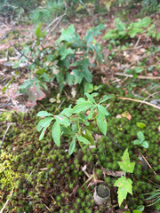 Kalmia angustifolia, photograph author not stated, no rights reserved