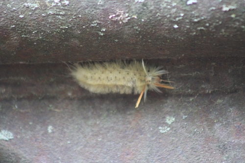 Sycamore Tussock Moth