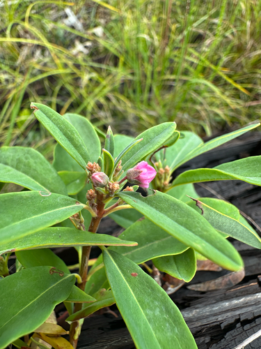Kalmia angustifolia, photograph 2