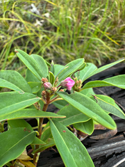 Kalmia angustifolia, photograph author not stated, no rights reserved