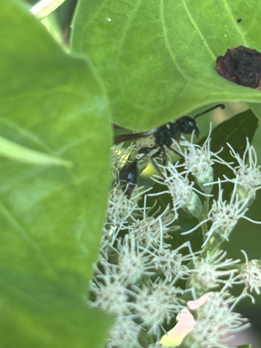 Zethus spinipes