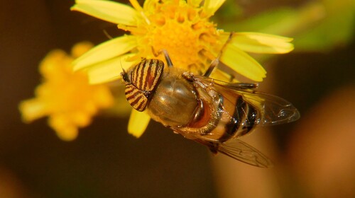 Stripe-eyed Lagoon Fly