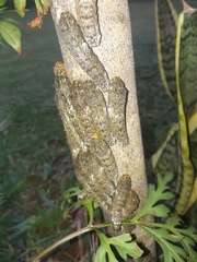 Heraclides anchisiades capys