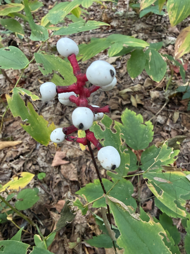 white baneberry