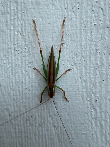 Lesser Pine Katydid
