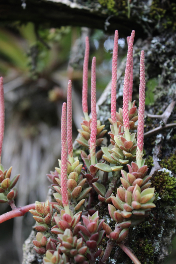 Peperomia hartwegiana