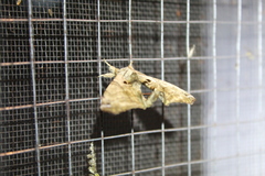 Apatelodes pudefacta