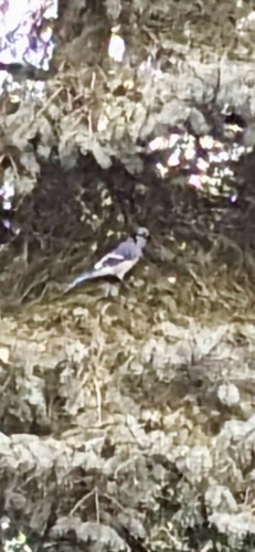 Blue Jay