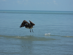 Pelecanus occidentalis occidentalis