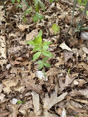 Lysimachia quadrifolia