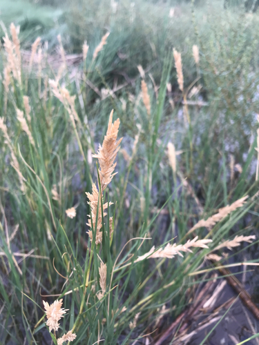 Saltgrass