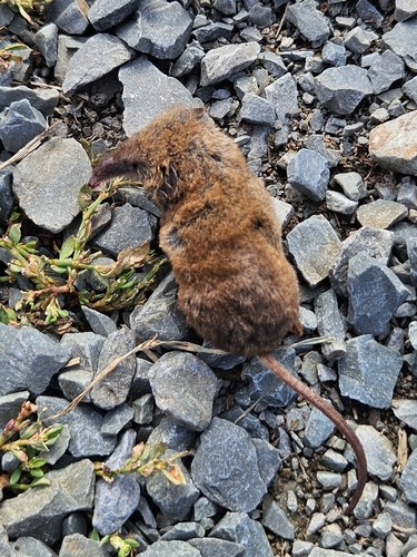 Masked Shrew