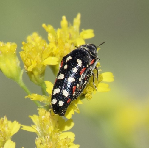 Acmaeodera gibbula
