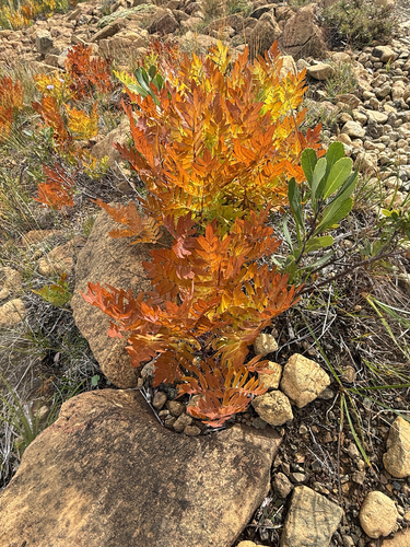 American Royal Fern