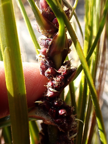Ficinia spiralis, photograph 5