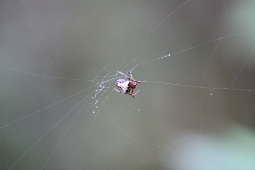 Arrowhead Orbweaver